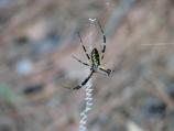 Black and Yellow Garden Spider (Argiope aurantia) - female