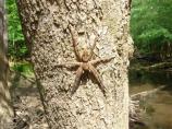 Fishing Spider