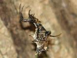 Spined Micrathena (female)