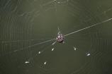 Spinybacked Orbweaver