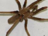 Southern House Spider (male)