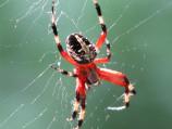 Spotted Orbweaver