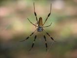 Golden Silk Orbweaver (female)