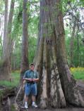 Bald Cypress Tree