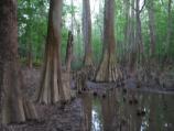 Bald Cypress Tree