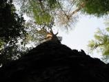 Loblolly Pine