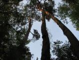 Loblolly Pine