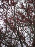 Red Maple