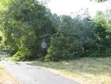 fallen oak