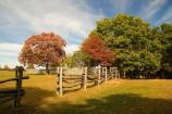 fall color at cemetery