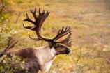 A caribou in brush