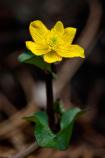 Caltha palustris ssp. arcticaButtercup FamilyMile 78 - June 4, 2012