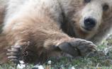 A grizzly bear
