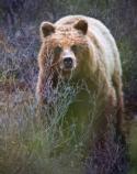 A grizzly bear