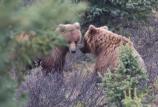 Grizzly bears