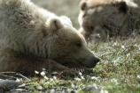 Two grizzly bears