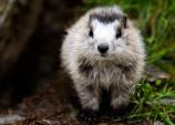 closeup of a marmot, a small gray mammal