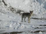 Coyote by roadside