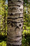 Balsam Poplar