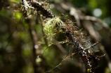 Lichen