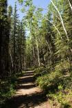 Aspen and Spruce