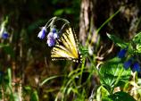 Bluebells and Butterfly