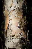 Paper Birch