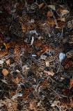 Spruce Cones