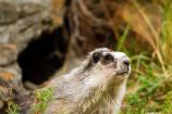 Marmot