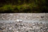 Mew Gull on Nest