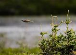 Small Bird in Flight