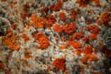 Orange Lichen