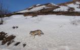 SRO 2011 - Coyote at Sable Pass