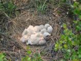 bird chicks in a ground next