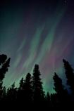 Aurora of the Trees