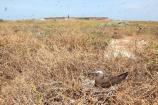Bush Key is closed to visitors from February through September to protect multiple species of nesting birds such as this Brown Noddy. Scores of Sooty Terns soar in the sky against the backdrop of Fort Jefferson, which is located on nearby Garden Key.