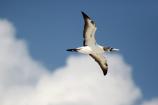 Masked Booby soars above Hospital Key