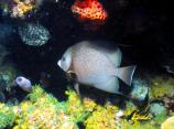 Gray angelfish