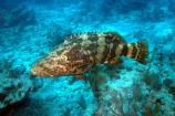 Goliath Grouper
