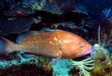 Red grouper