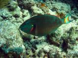 Stoplight parrotfish