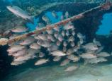 School of gray snapper