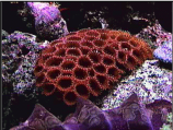 Colorful corals and sealife thrive in the protected waters around Dry Tortugas National Park