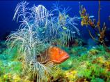 Underwater in Dry Tortugas National Park