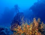 Diving at Dry Tortugas National Park