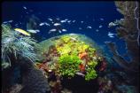 Underwater color at Dry Tortugas National Park
