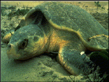 Sea Turtle at Dry Tortugas National Park