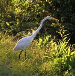 Native wildlife in florida