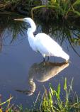 Great Egret in the Marsh