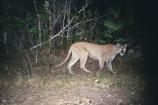 Photograph of Florida panther taken by a remote camera at night during the week of January 21-30, 2004.